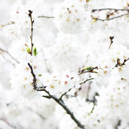 Bijelo cvijeće.
